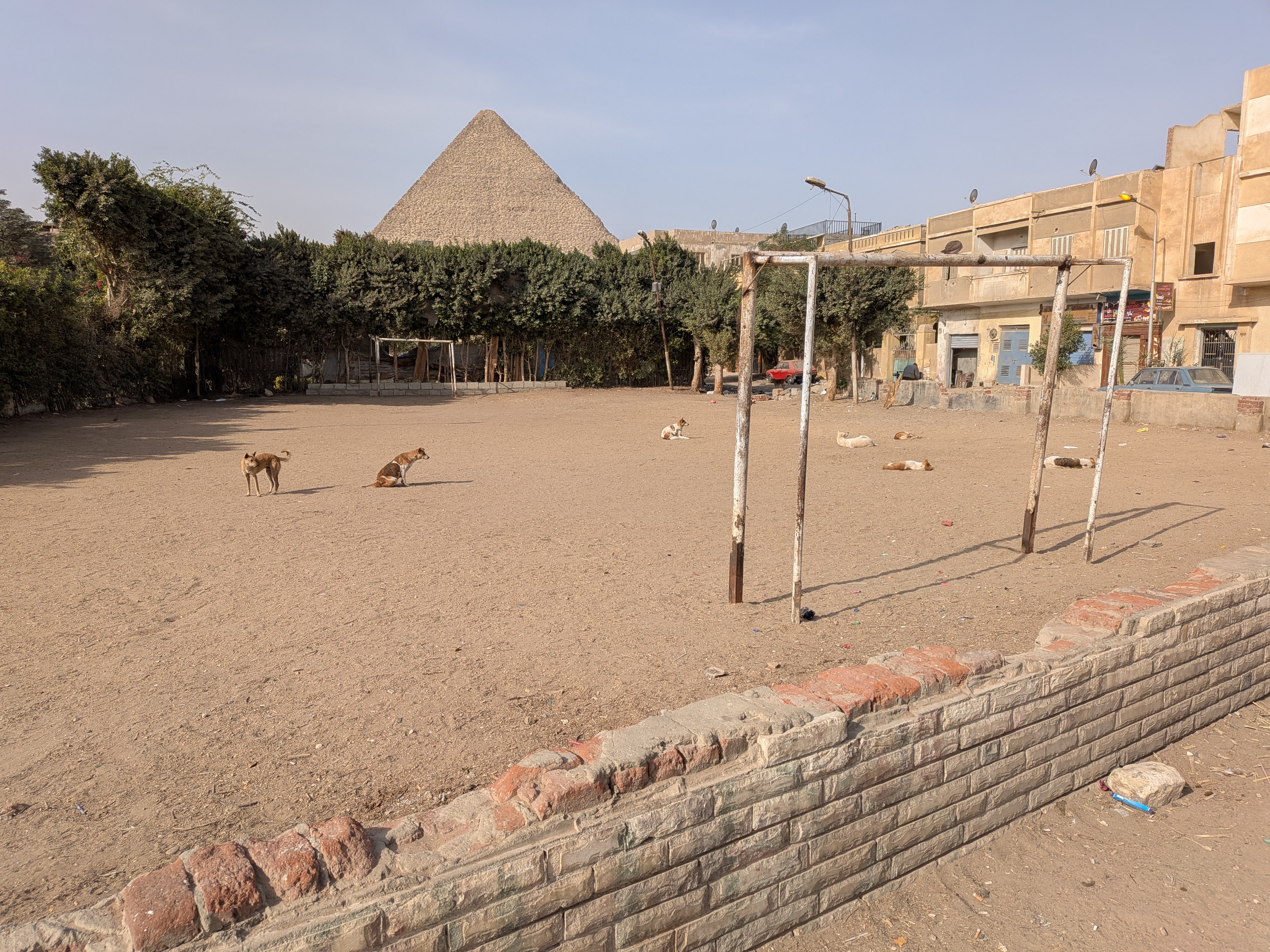 野良犬のたまり場